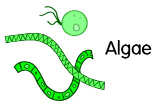 Diagram of an algae cell