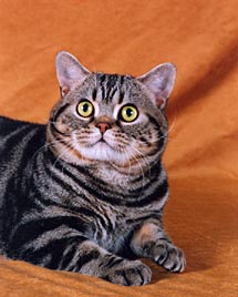 Gr.Ch.NW Stedam's All-American, brown tabby male, nicknamed Rocky