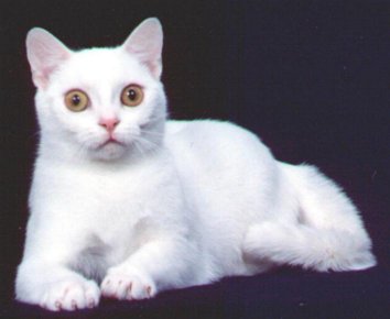 Ch.Chanti Aurora of Murrznpurrz, gold-eyed white female American Shorthair - photo