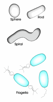 Bacterial shapes