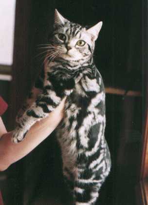 Crown E Barrymore, silver tabby male American Shorthair
