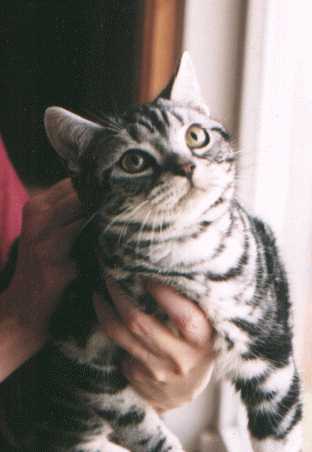 Crown E Barrymore, silver tabby male American Shorthair