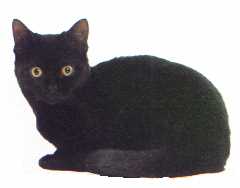 Crown E Kodiak Black, black American Shorthair