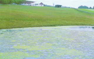 Boxwood Lake before treatment with Alken Clear-Flo