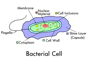 Diagram of the parts of a bacterial cell