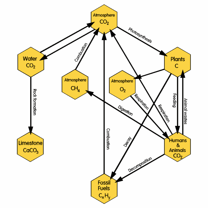 Carbon Cycle