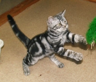 Crown E Card Counter, 4 month old flashy silver tabby male kitten for sale