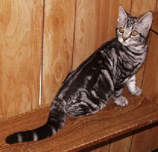 Card Holder, silver tabby male 4 month old kitten for sale