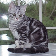 Crown E Counter Spy, silver tabby male owned by Mark Fields
