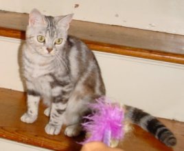 Crown E Cytheria, silver patched tabby female American at 10 months