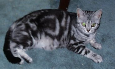 Crown E Dancing Star, silver tabby female American Shorthair