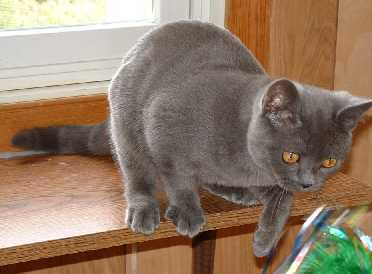 Stedam's Dressed in Blue, solid blue American Shorthair