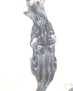 Crown E Floret, silver tabby female