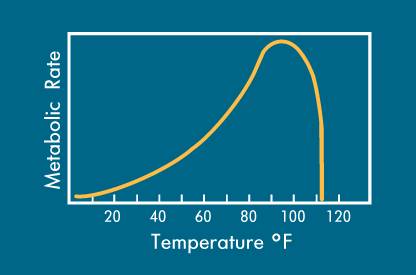 diagram of how temperature affects bacterial metabolism