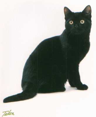 Crown E Kodiak Black, black American Shorthair