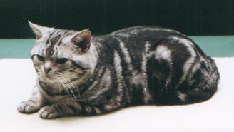 Ch.Ashmead's Mac Truck, silver tabby American Shorthair