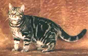 picture of Gr.Ch.Crown E Machiavelli, brown tabby American Shorthair
