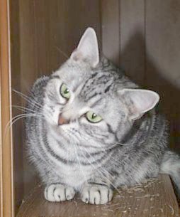 Ch.Crown E Mae West, silver tabby female