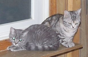 Crown E Mauve Decade, blue mack. tabby kitten with Crown E T-Bit Rouge, silver patched tabby adult female