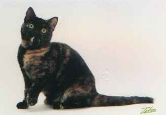 Crown E Kasmira, tortoiseshell American Shorthair - picture as a kitten at Madison Square Garden cat show