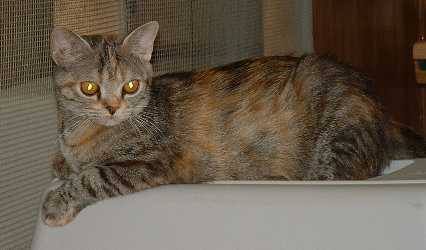 Crown EMusidora, brown mackerel patched tabby female with brilliant gold eye color