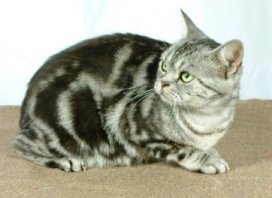 Crown E La Femme Nikita, silver tabby female