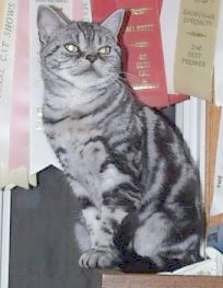 posing on top of the cattery fireplace among awards she aspires to, Crown E La Femme Nikita