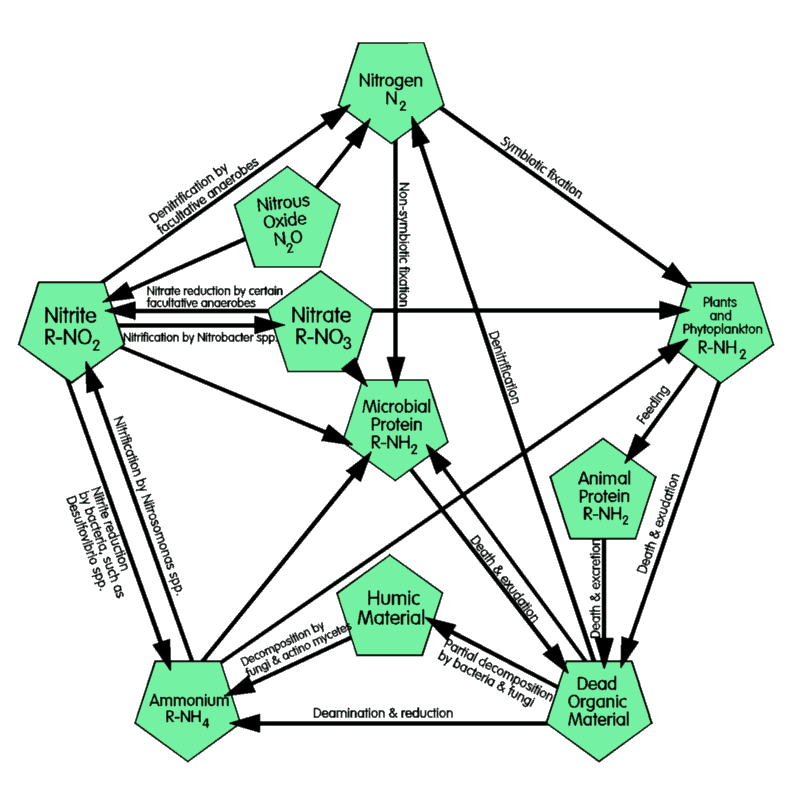 The Nitrogen Cycle