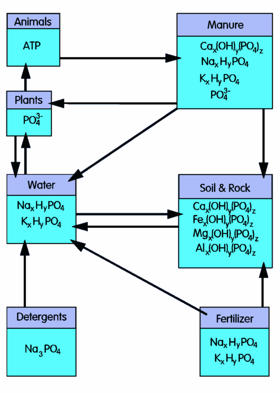 Phosphorus Cycle Diagram