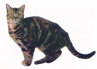 Royal Z Queen Jewel, brown patched tabby for sale