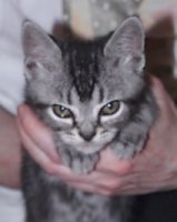 Silver Cavalier, dark silver tabby 10 week old kitten