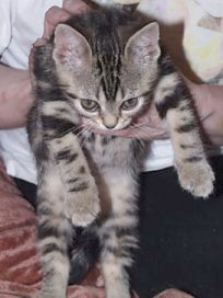 Crown E Sandalwood, brown tabby male age 10 weeks old