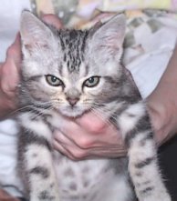 Crown E Scimitar, silver tabby male kitten - 10 weeks old