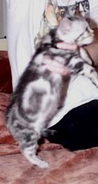 Scimitar, silver tabby male ASH kitten age 10 weeks