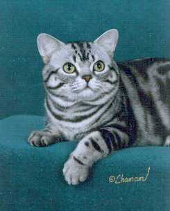 GC Stedam's Silversmith, silver tabby male American Shorthair