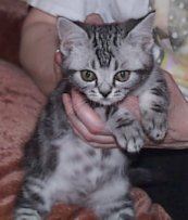 Crown E Special Delivery, 10 weeks silver tabby female