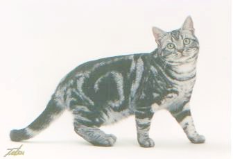 Speedy photographed at 7 months, winning at Madison Square Garden as a kitten