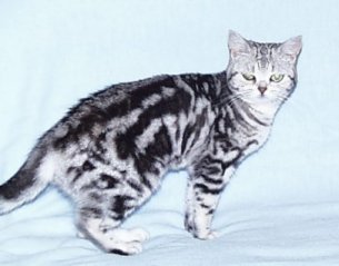 Crown E Spy Song, silver tabby female at 9 months
