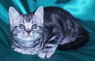 Crown E Star Tracker, 2 month old silver tabby male