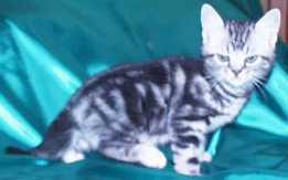 Crown E Star Tracker, 2 month silver tabby male