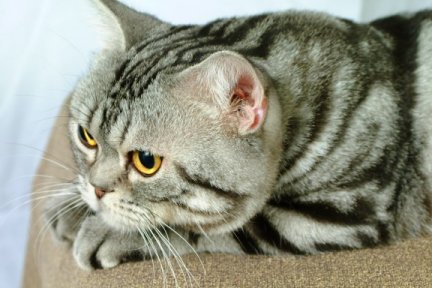 Gr.Ch.Stedam's Silver Certificate, silver tabby male American Shorthair