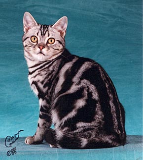 Gr.Ch.Jo-Ni Sweet Adeline of Stedam DM, silver tabby female American Shorthair