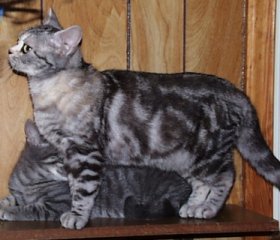 Crown E T-Bit Rouge, silver patched tabby female American Shorthair