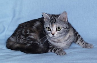 Crown E T-Bit Rouge, silver patched tabby female American Shorthair