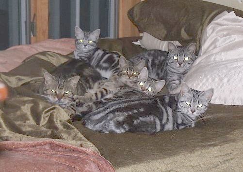 Valerie's bed warmers - left to right Dragonslayer (big brown tabby), Special FX, Sherry Cobbler, Silver Sovereign. In the back Special D. In the front - Dancing Star