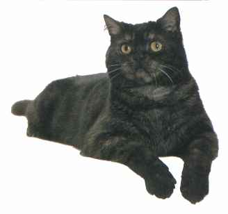 Gr.Pr.Fenton Dark Emperor, black smoke American Shorthair neuter - aka "Winnie"