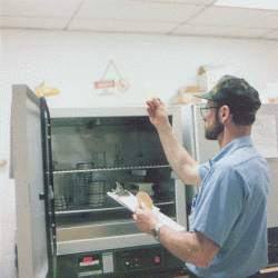 Sterile inoculated plates are checked for growth and contamination