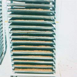 Inoculum is sprayed onto the wheat bran on these trays