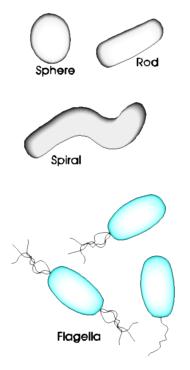 shapes of microorganisms shown - sphere, rod, spiral and flagella