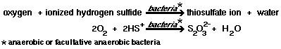 oxygen + ionized hydrogen sulfide + bacteria=thiosulfate ion + water